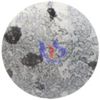 insertos de carburo cementado